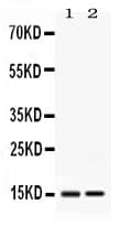 Polyclonal Rabbit anti-Human APOC3 / Apolipoprotein C III Antibody (WB)