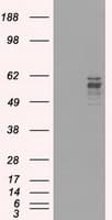 Monoclonal Mouse anti-Human FRK Antibody (clone OTI6D2, IHC, IF, WB)