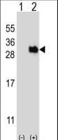 UBTD1 Antibody