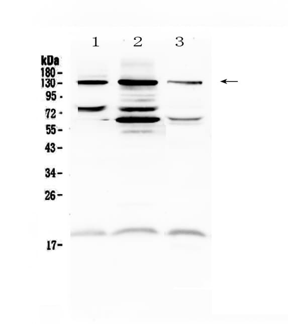 PECAM-1 / CD31 Antibody