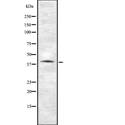 Polyclonal Rabbit anti-Human V1RL1 / VN1R1 Antibody (WB)