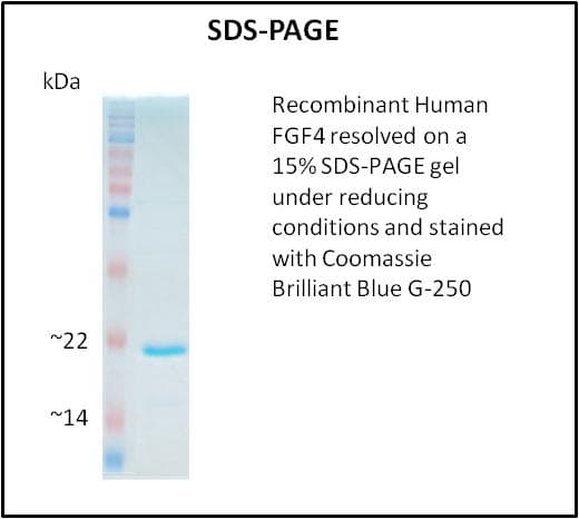 Human FGF4 Protein (Recombinant)