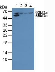 HMGCS1 / HMG-CoA Synthase 1 Antibody (aa293-467, PE)
