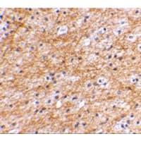 AIFM3 Antibody