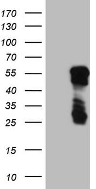 Monoclonal Mouse anti-Human BHLHE41 / BHLHB3 / SHARP1 Antibody (clone OTI7B5, aa1-297, WB)