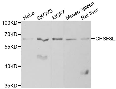 Polyclonal Rabbit anti-Human CPSF3L Antibody (IHC, IF, WB)