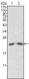 Monoclonal Mouse anti-Human APOM / Apolipoprotein M Antibody (clone 8F12C6B8, IF, WB)