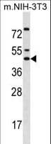 IRX5 Antibody (aa455-483)