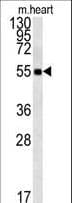 OTULIN / FAM105B Antibody (aa99-128)