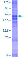 Human MRGPRX3 / MRGX3 Protein (Recombinant GST)