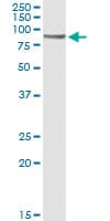 Monoclonal Mouse anti-Human CD19 Antibody (clone 1G3, WB)