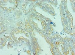 BRD9 Antibody (aa338-597)
