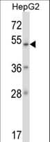 Polyclonal Rabbit anti-Human ZNF207 Antibody (aa88-116, IF, WB)