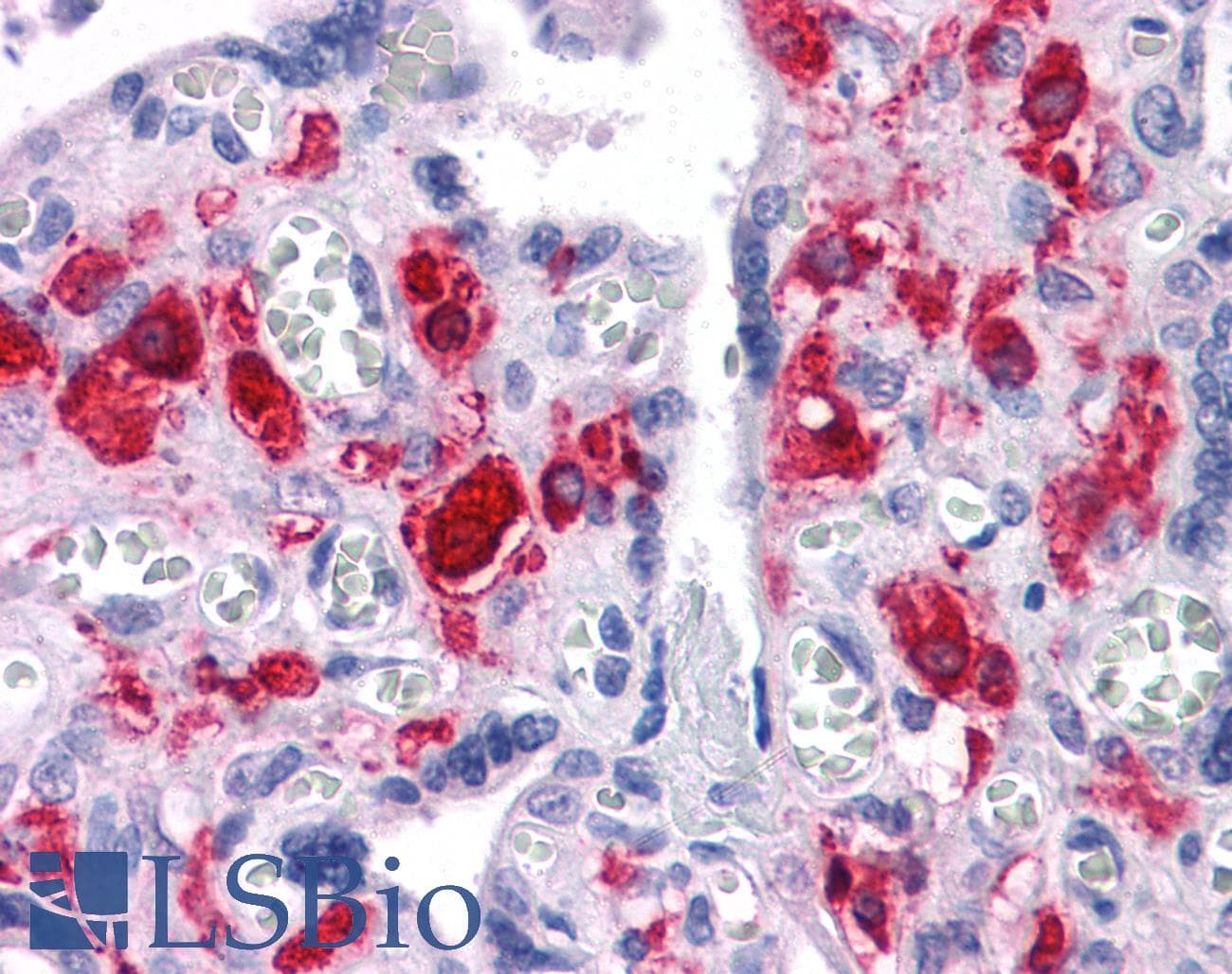 IHC-plus™ NKX3-1 Antibody (clone 4H4)