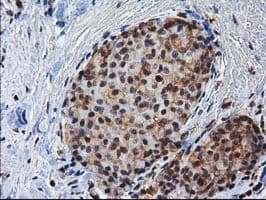 NHEJ1 / XLF Antibody (clone OTI3D6)