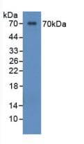 SPP1 / Osteopontin Antibody (aa17-287)