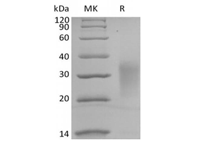 Human IL13 Protein (Recombinant AVI-6His, C-terminus)