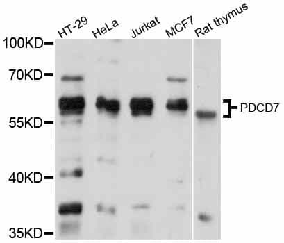 PDCD7 Antibody