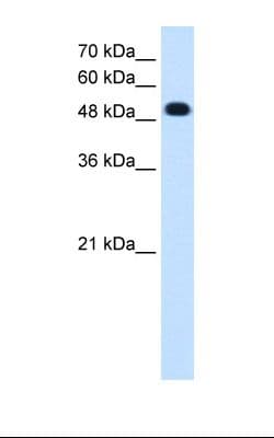 PTPRR Antibody (aa282-331)