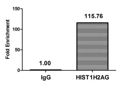 HIST1H2AI Antibody