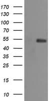 MDM4 / MDMX Antibody (clone OTI4E10)
