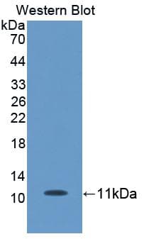 CCL24 / Eotaxin 2 Antibody (aa27-119)