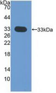 CDK4 Antibody (aa6-295, Biotin)