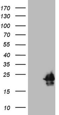 HPCAL4 Antibody (aa2-191, clone OTI1D9)