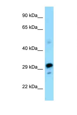 Polyclonal Rabbit anti-Mouse NRBF2 Antibody (N-Terminus, WB)