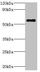 ATP6V1B2 Antibody (aa262-511)