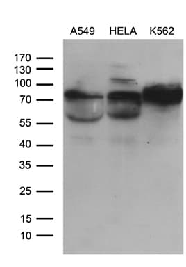 GALNT10 Antibody (aa1-318, clone OTI4F11, Carrier-free)