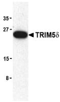 TRIM5 Antibody