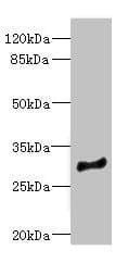 MLF1 Antibody