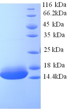 Human CCNJL Protein (Recombinant His)