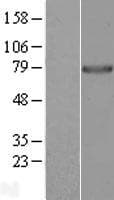 PPWD1 Protein (Over-Expression Lysate Myc-DDK (Flag))