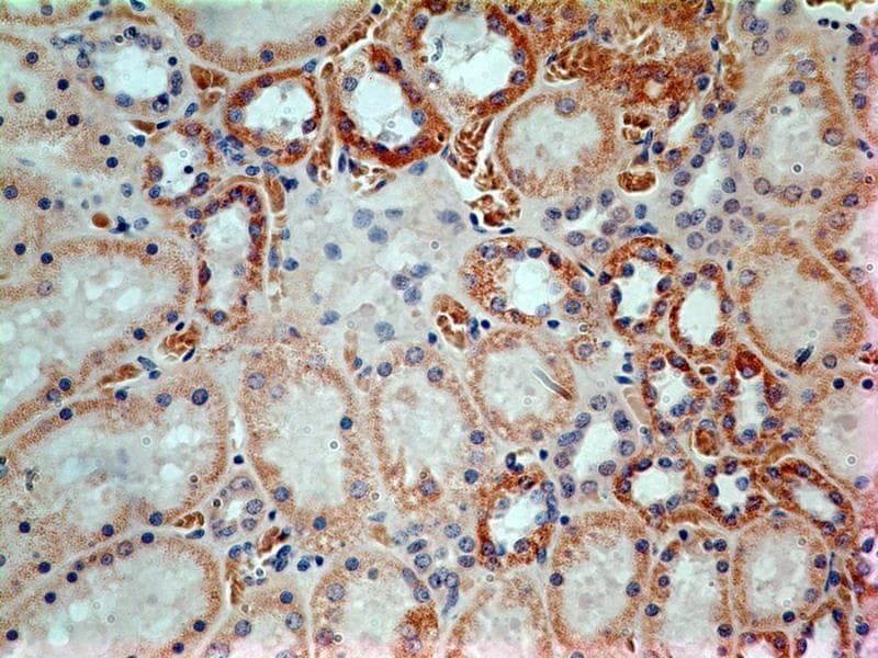 LIF Antibody (aa24-203, clone 39N7D10)