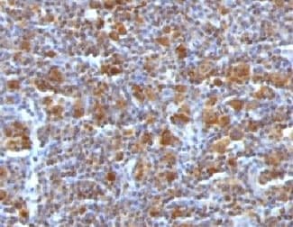 BAX Antibody (clone ARBX-1, Azide-free, BSA-free)