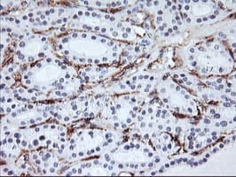 Monoclonal Mouse anti-Human ENPEP / Aminopeptidase A Antibody (clone OTI1D4, IHC, IF, WB)