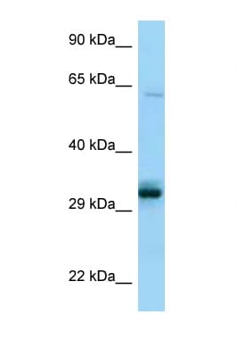 PPCS Antibody (C-Terminus)