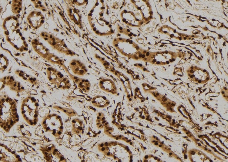 PTGES3 / p23 Antibody