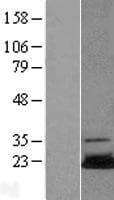 UBE2N / UBC13 Protein (Over-Expression Lysate Myc-DDK (Flag))
