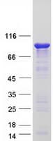Human ENAH / MENA Protein (Recombinant Myc-DDK (Flag))