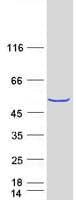 Human METTL18 Protein (Recombinant Myc-DDK (Flag))