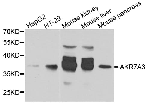 AKR7A3 Antibody