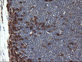 POGK Antibody (clone OTI4C8)