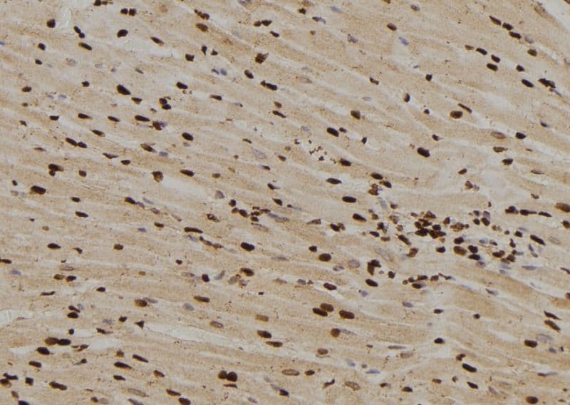 MAD1L1 / MAD1 Antibody