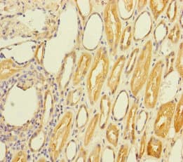 STC2 / Stanniocalcin 2 Antibody