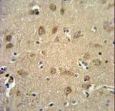 RTN4RL1 / NGRH2 Antibody (aa326-355)