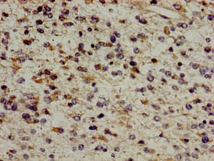 ERAL1 Antibody
