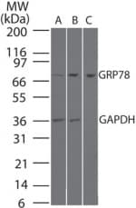 IHC-plus™ HSPA5 / GRP78 / BiP Antibody (aa550-600)